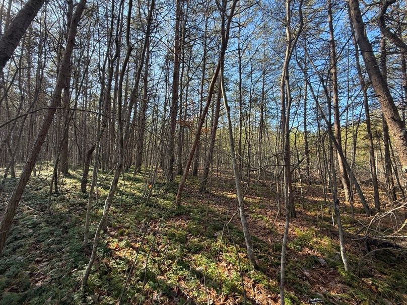 008 the pine grove along the east boundary