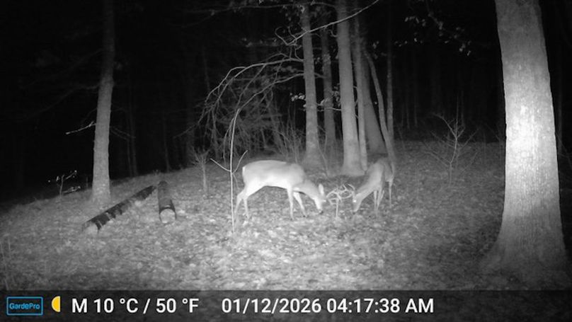 Calhoun, WV 132.84 AC Szegi Trail Cam-09