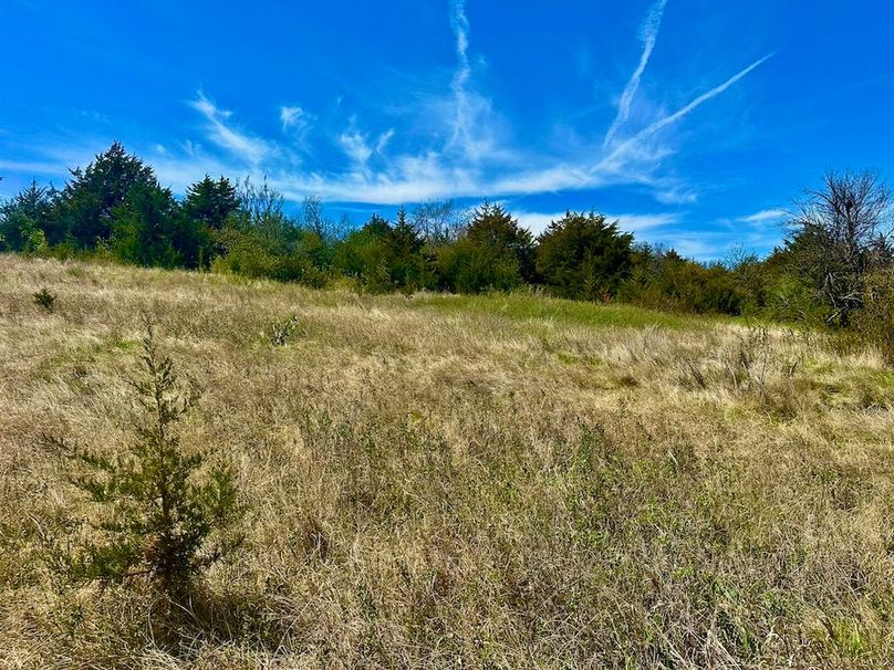 Trees(19)