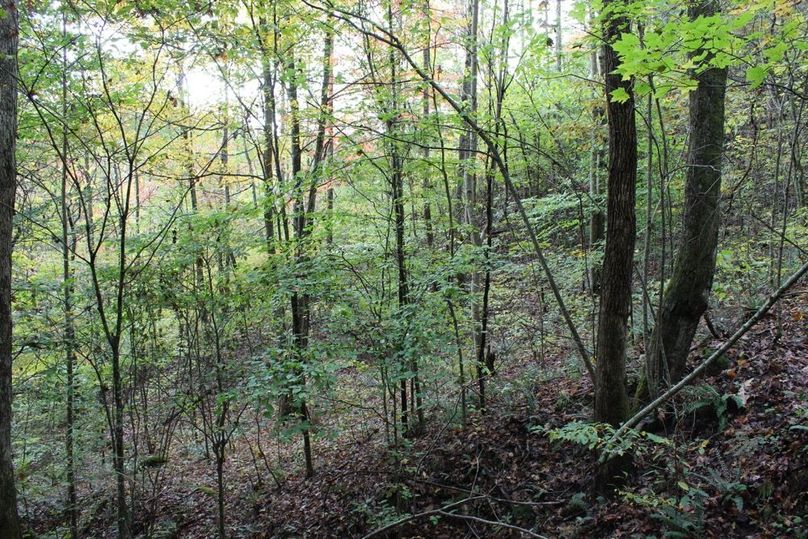 016 young timber regrowth near bottom of valley