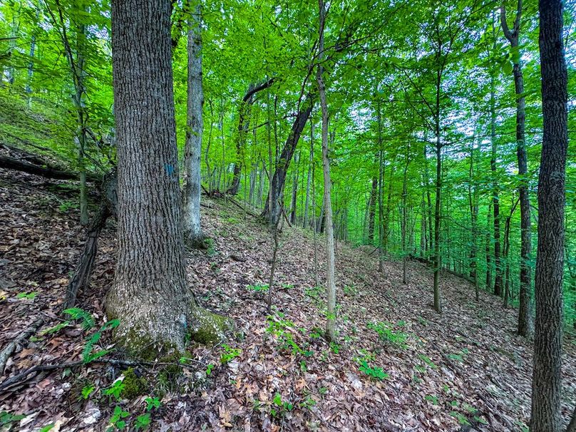 Wirt, WV 145.69 AC 273 Wildflower-20