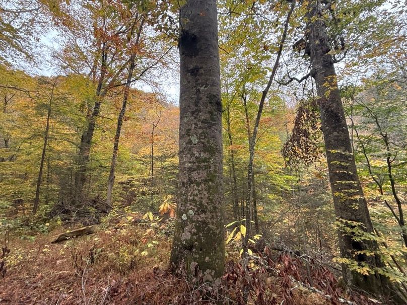 012 Several Large Beeches near Entrance-2