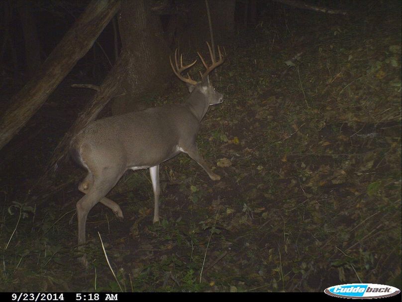 Deer Cam Tracker Pic. 258 (2)