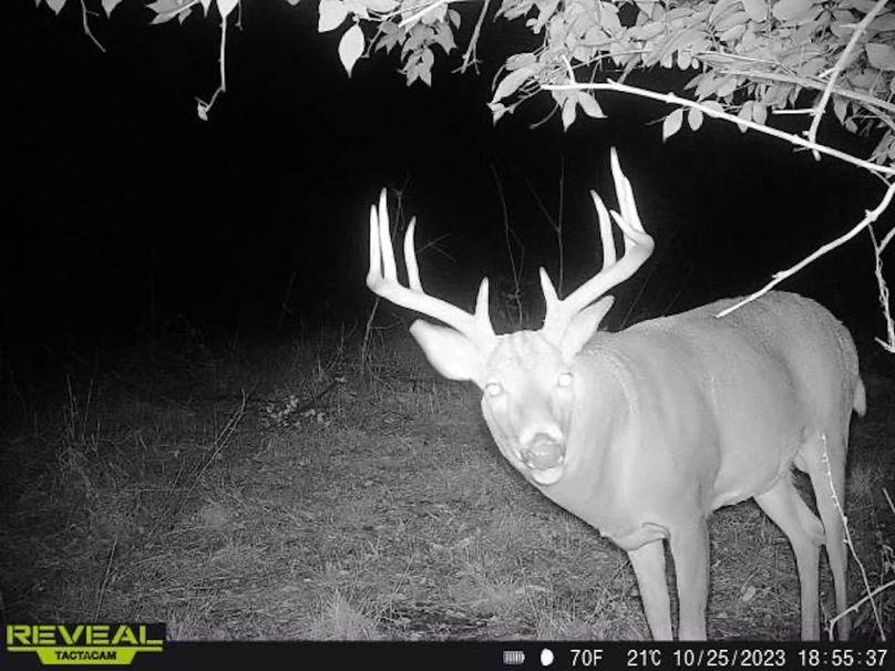 Copy of deer photos.165