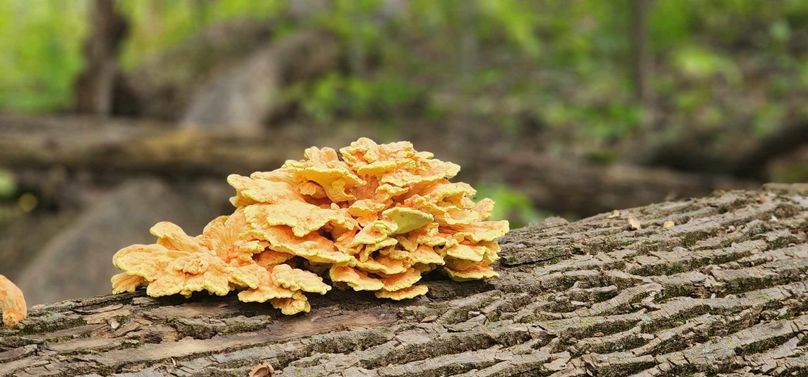 377239101_1807501443045300_495189333607081038_n