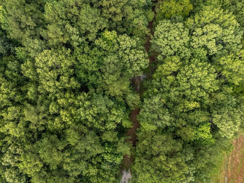 Panola Co. 40ac - Rouse-36