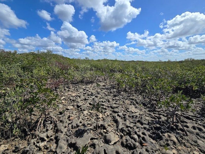 17.17ac, Citrus, Josiah Ronco06