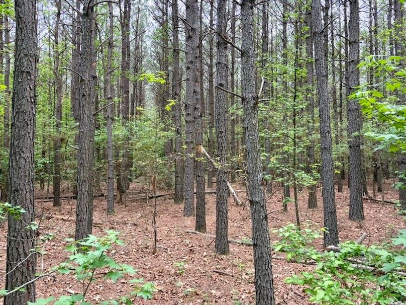 8D2FE278-2FE2-4747-A231-3EBC0AF8CDD5_1_105_c