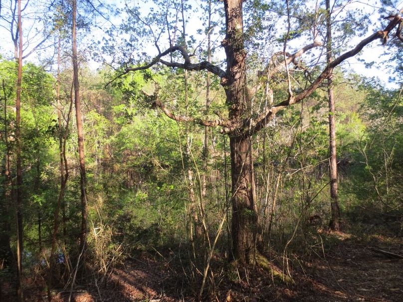 15AE9726-DCEF-4E10-A977-3B200DD0784C_1_105_c