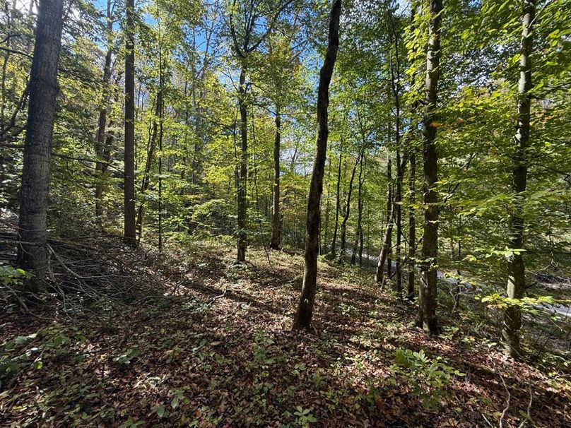 030 forested area in the south part of the property