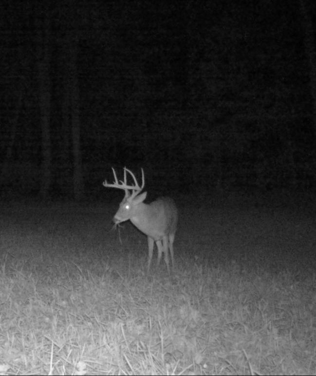 trail cam4