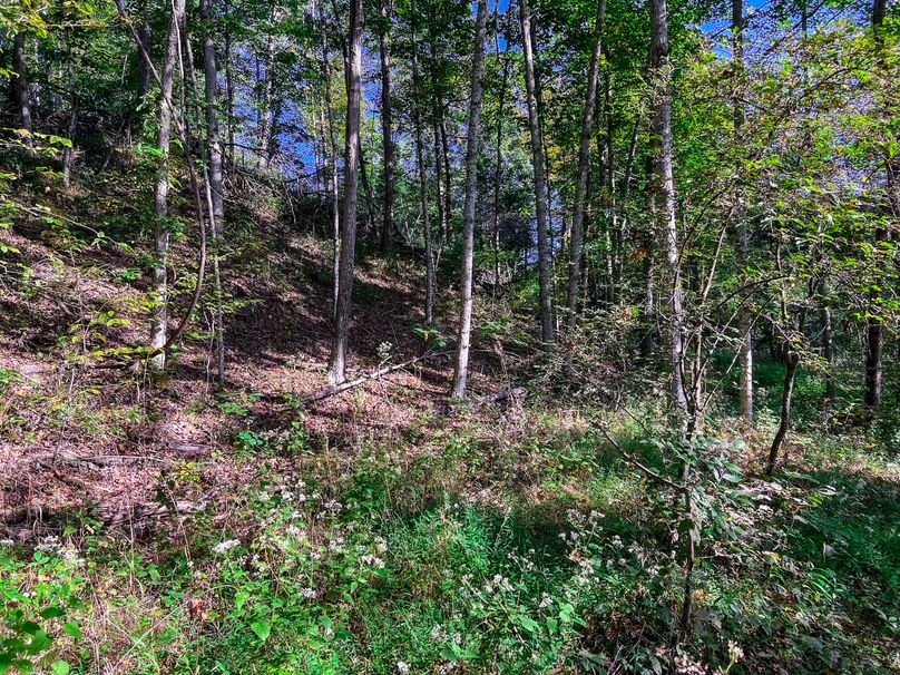 Calhoun, WV 101.8 AC Holly -32