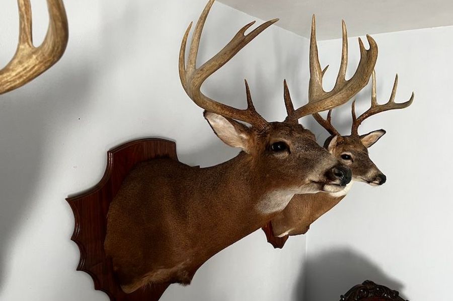 Buck 4