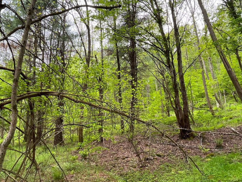 Tioga_18.72_Coulson Photo 53