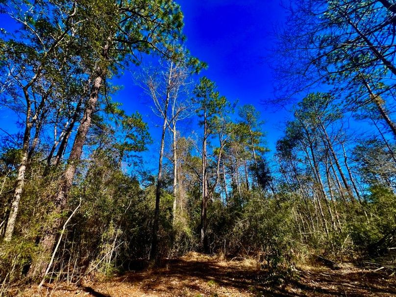 8BD4C416-38C6-443C-AA0B-3695C6B9494A_1_201_a