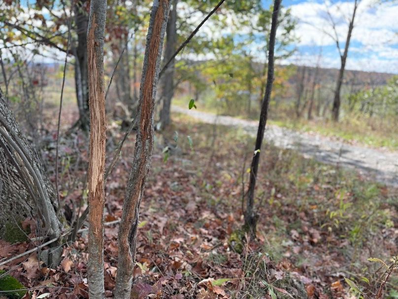 Chemung_184.12_Sterling 54