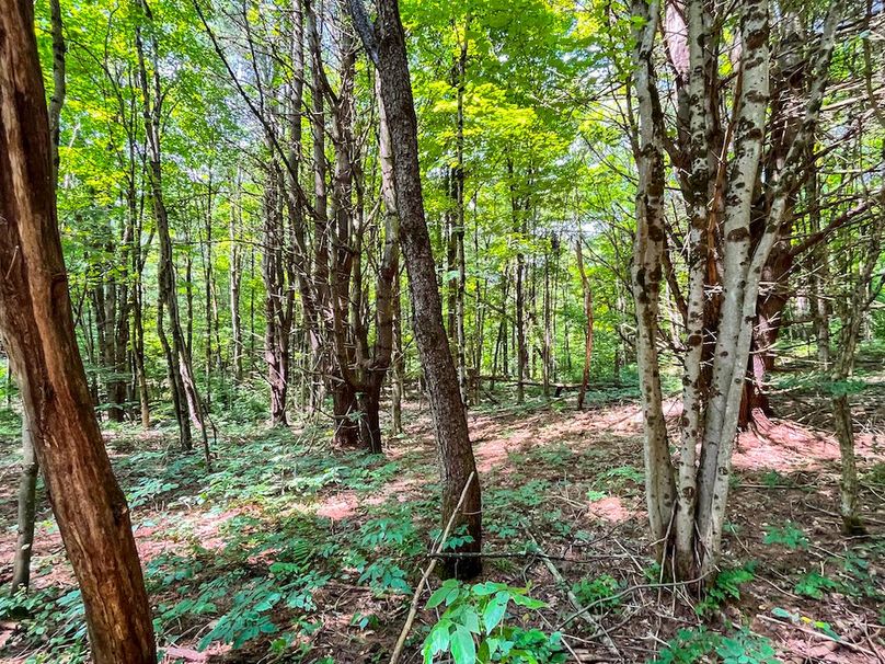 Oswego_20_Eck Photo 46