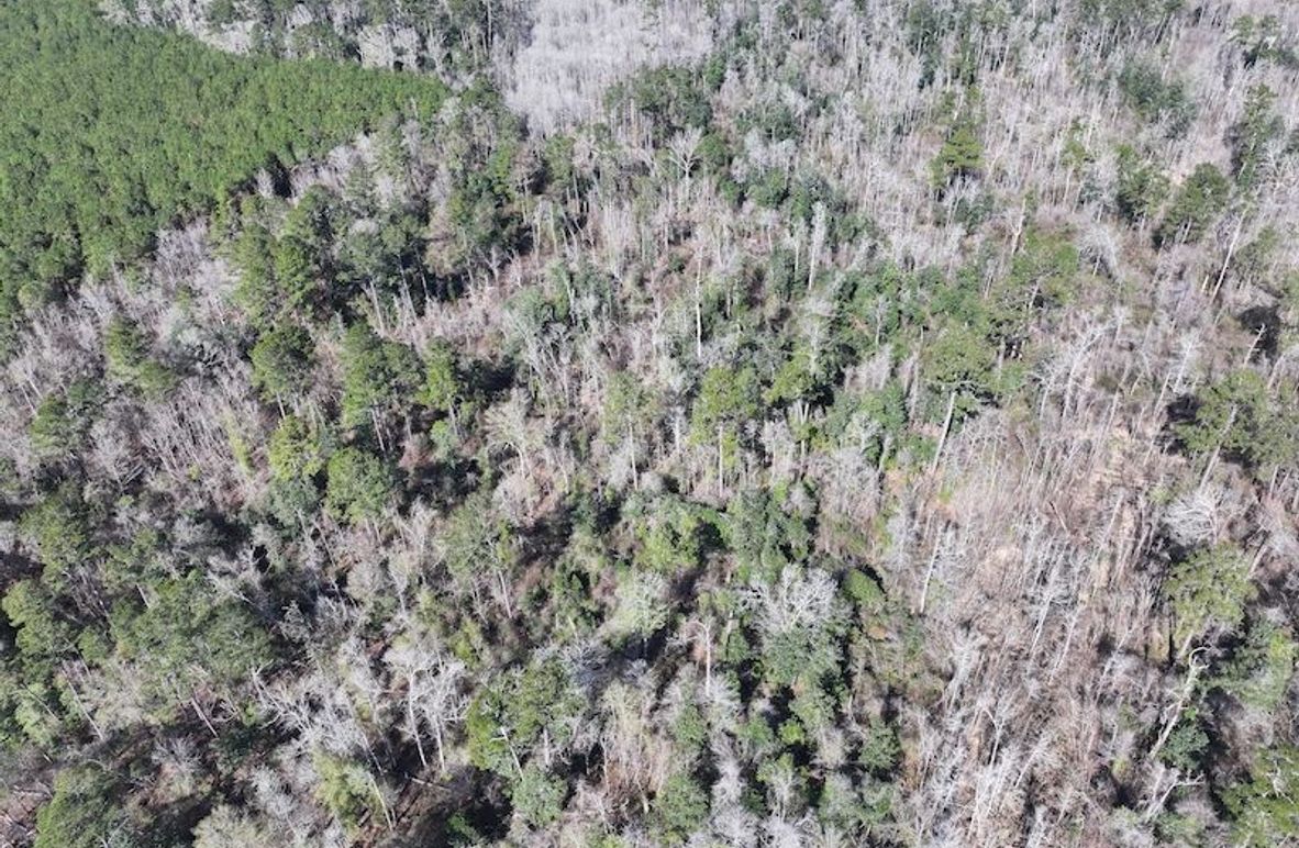 dji_fly_20260112_110220_0811_1768323792188_photo