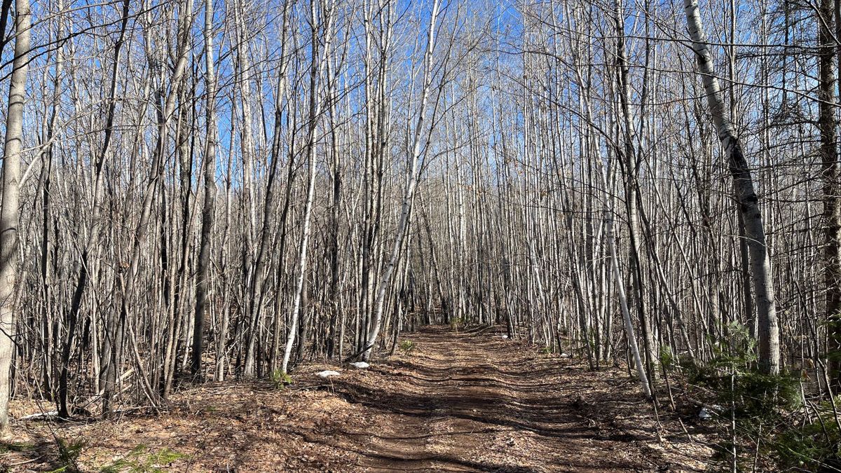 Diverse Wisconsin Hunting Land With Building Locations Whitetail