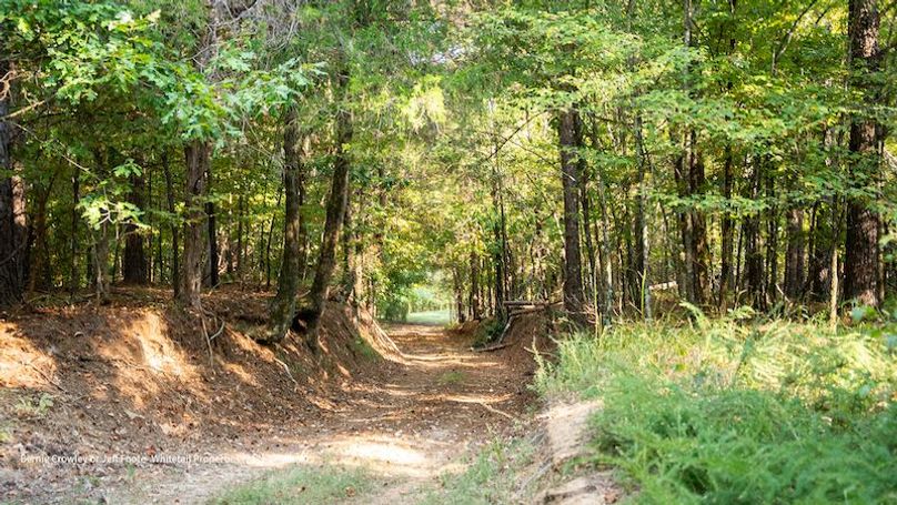 Tallahatchie 847 Messina-21