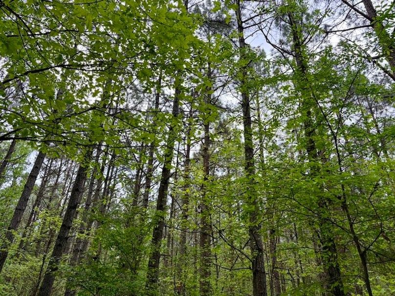 624C77D3-3D98-4EBC-9857-31EF2C8FC36E_1_105_c