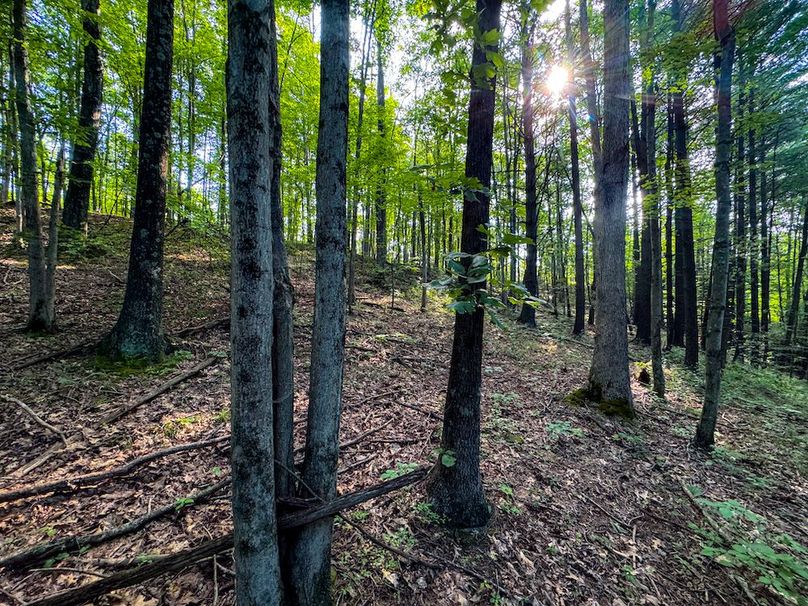 Lewis, WV 82.87 AC Barger-087