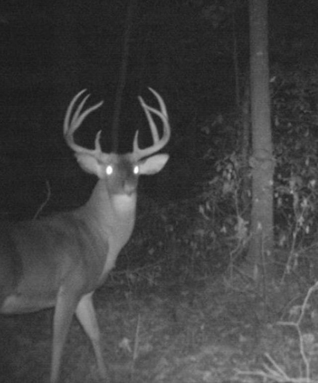 TwinStatesTrailCam21