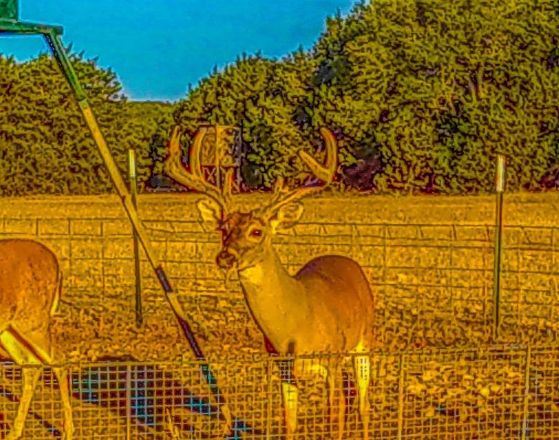 Bosque 294 Deer Cam Photos-4