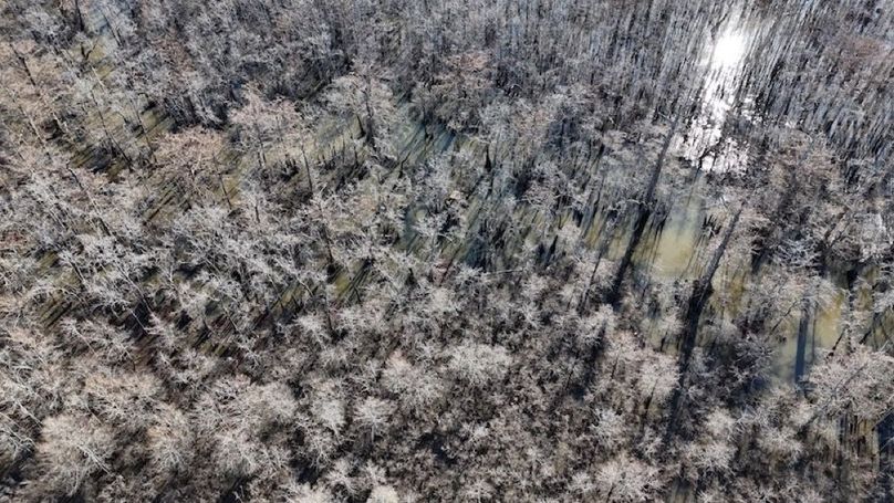 swamp20260501_0211