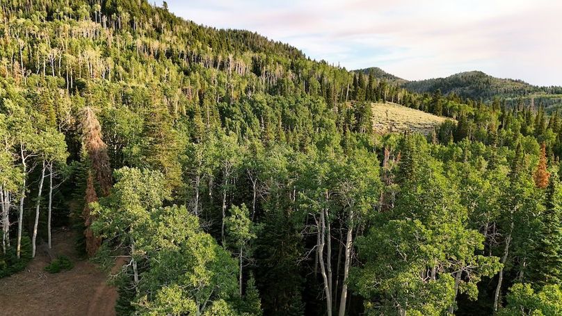 DJI_20250726191822_0346_D