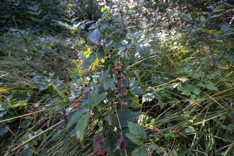 Mackinac 320 Copenhaver-77