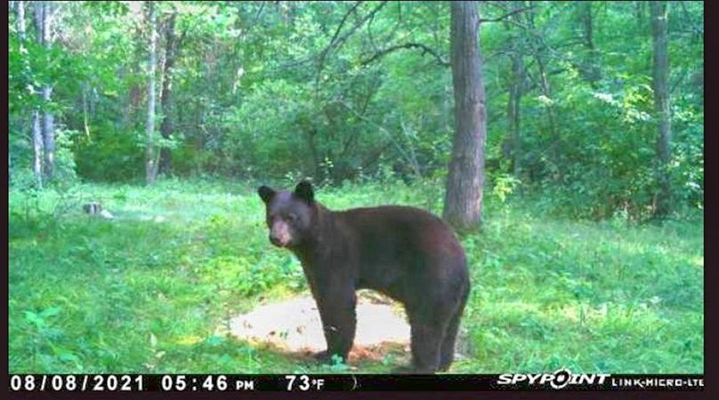 Screenshot 2021-08-08 at 7.38.29 PM