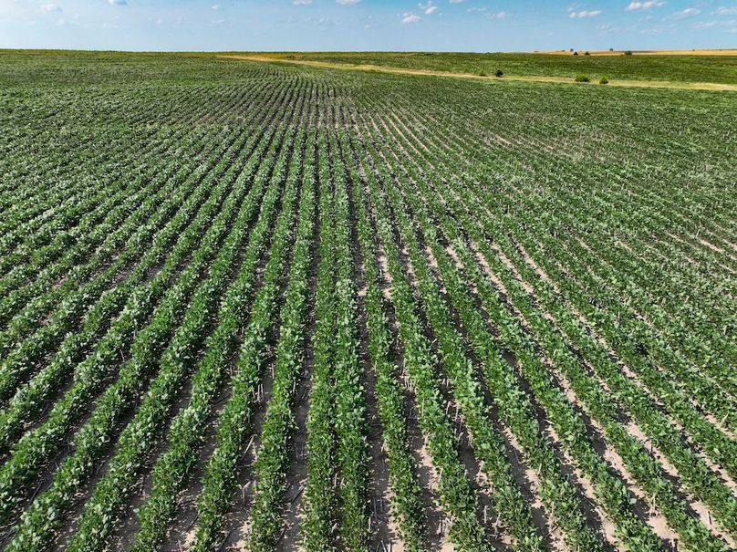 Mitchell Ks, 155.55_008