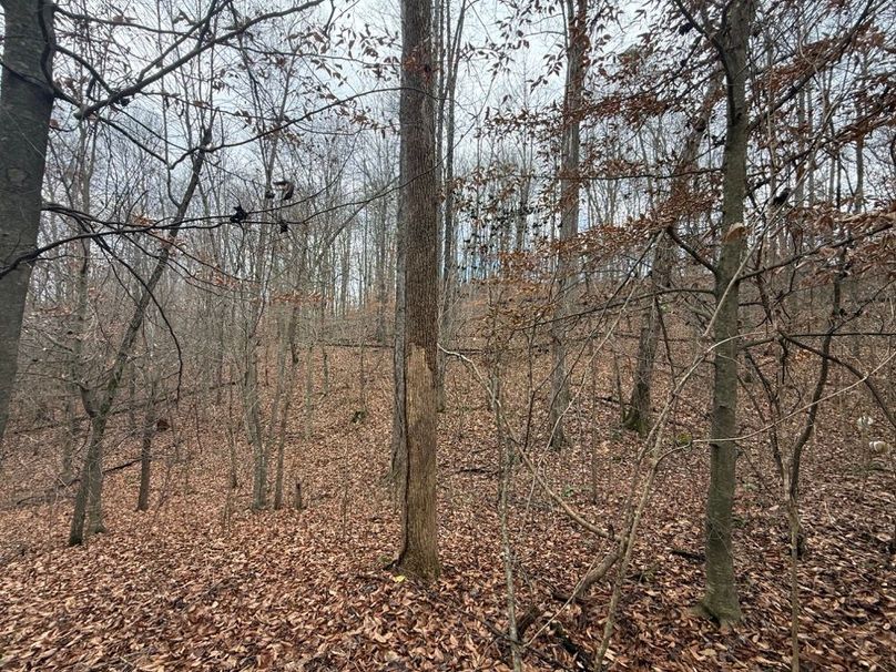 007 forested area in the east part of the property