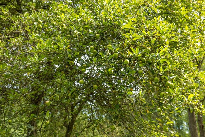 108 Healthy Trees Producing Fruit
