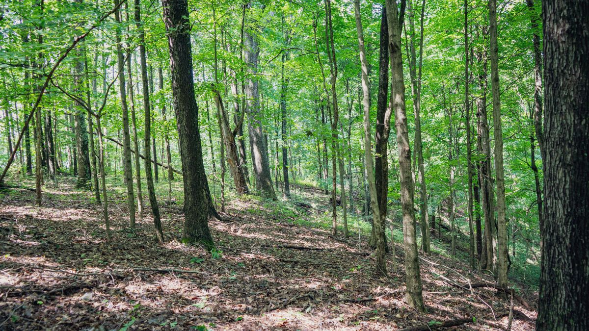 Great Recreational Tract With Stream For Sale Near Salem Whitetail