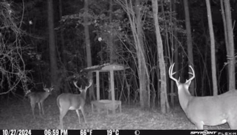 Tallahatchie 847 Trail Cam (JPG)-16
