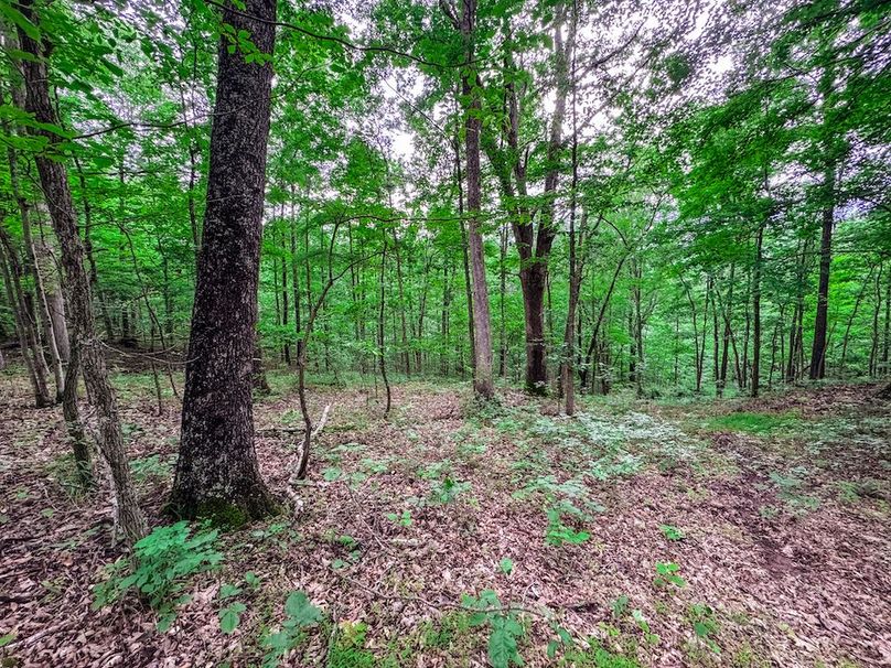 Tyler, WV 313.87 AC -17
