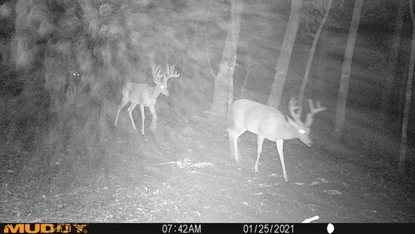 trailcam5