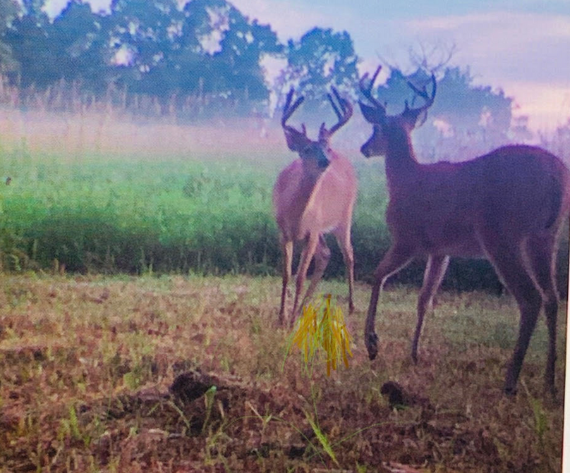 Juneau 105 Cantic -03.5