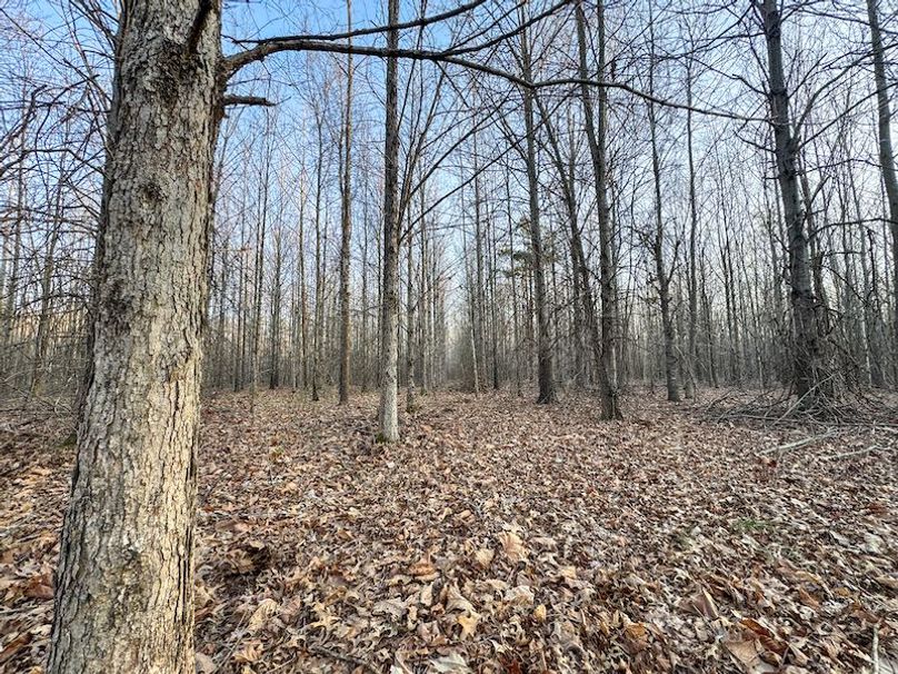 Panola 164.7 SPI Land Ventures-70