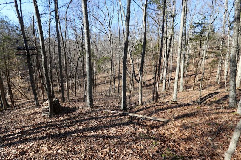 003 one of the hardwood draws with lots of oaks