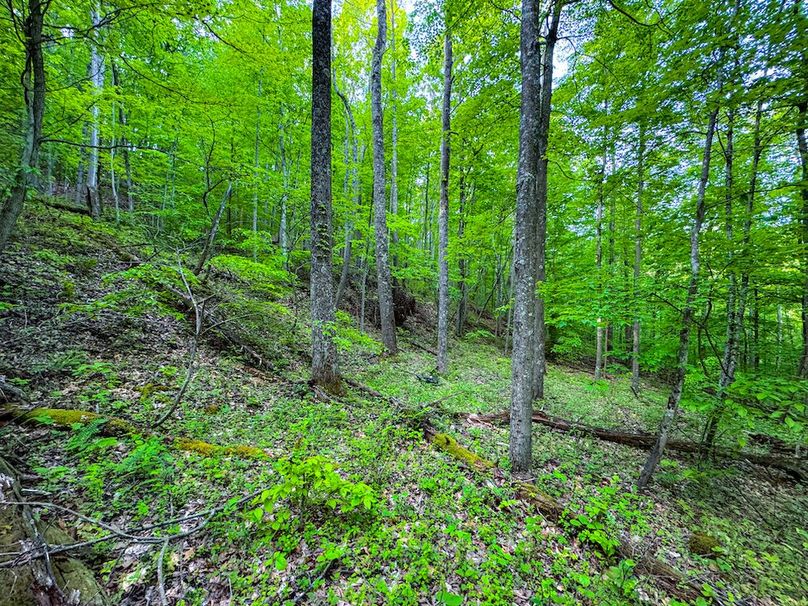 Wirt, WV 145.69 AC 273 Wildflower-09