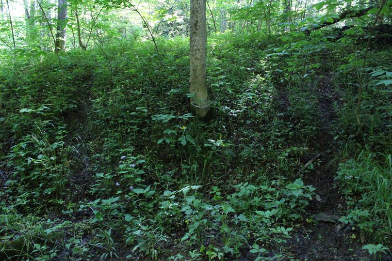 18-acoupleofthemanytrails