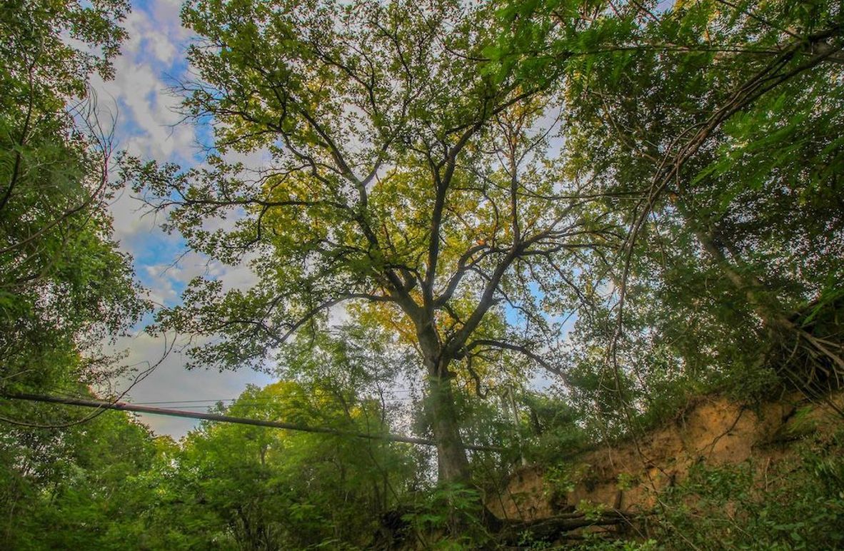 5 Native Pecan Trees