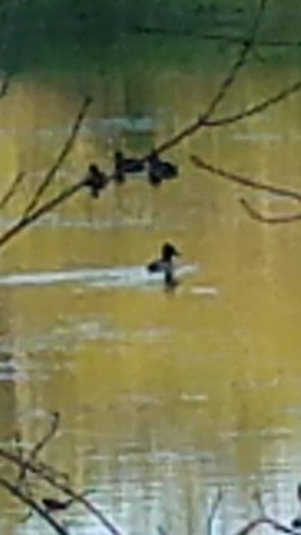 4 canvasbacks