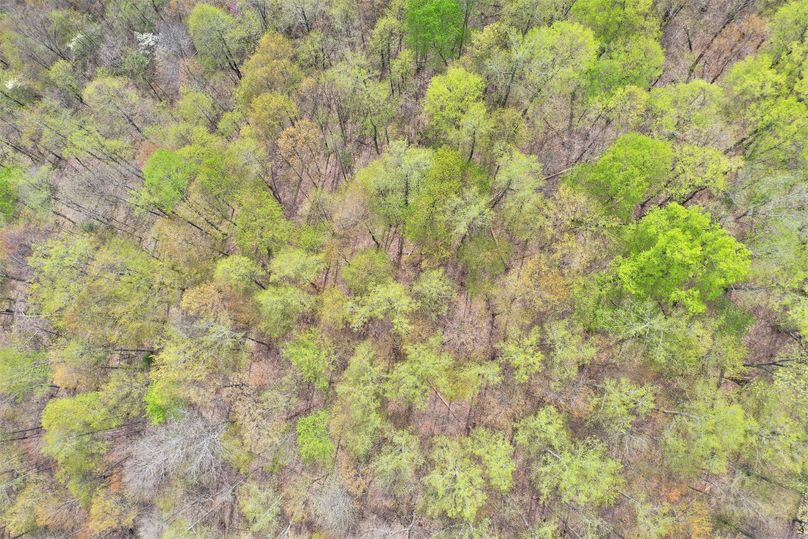 016 drone shot looking straight down on the canopy near the ridge