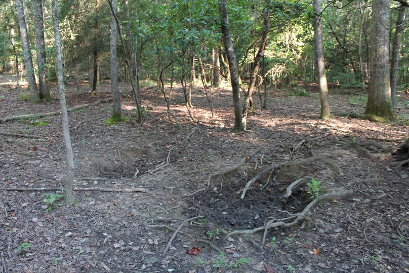 Hogs on the corner of the property