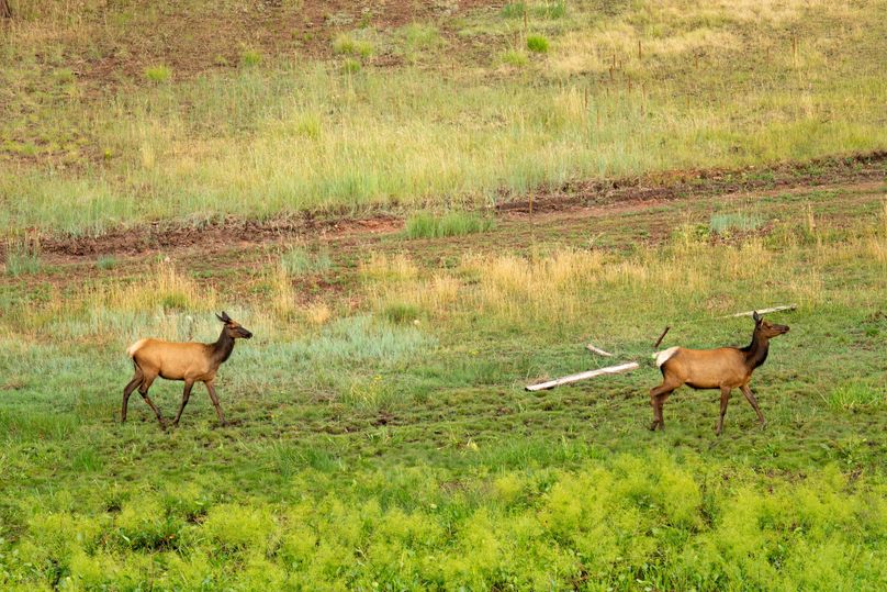 Cibola NM 13,053-6806