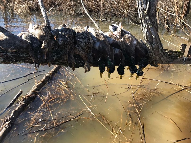 Copy of img 8689 (1)